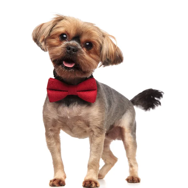 Happy yorkshire terrier panting and wearing bowtie on white back — Stock Photo, Image