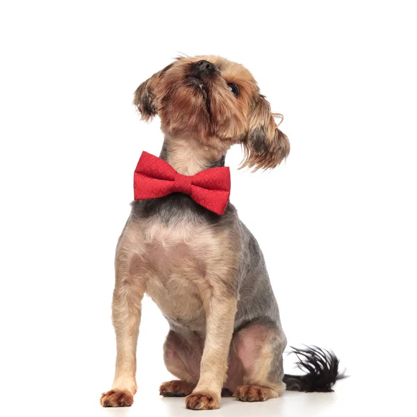 Cute yorkshire terrier looking up wearing red bowtie — Stock Photo, Image