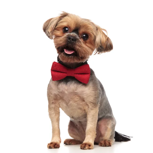 Cute yorkshire terrier wearing red bowtie on white background — Stock Photo, Image