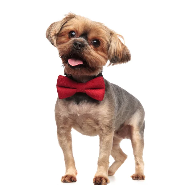 Bedårande Yorkshire Terrier ser till sidan bär bowtie — Stockfoto