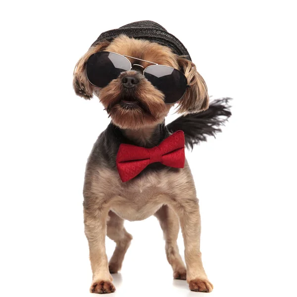 Entzückender Yorkshire Terrier mit Sonnenbrille, roter Fliege und Hut — Stockfoto