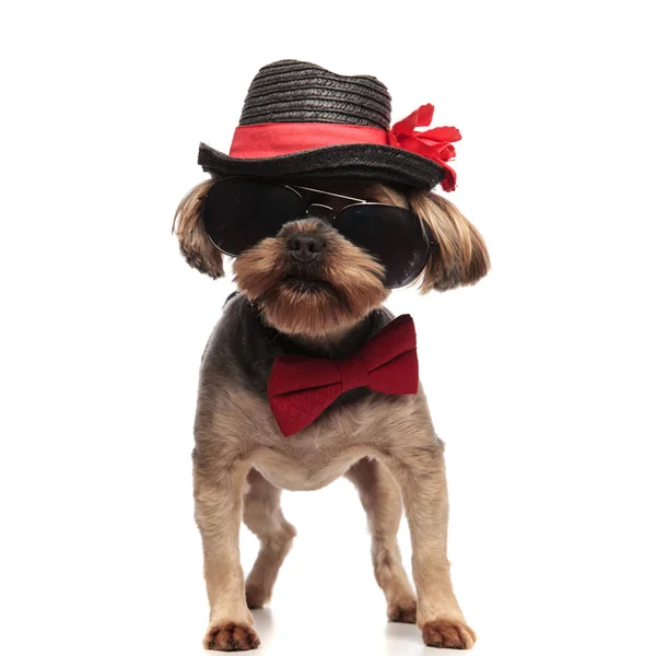 Yorkshire Terrier ubrany w czarną czapkę, Okulary przeciwsłoneczne i czerwoną Bowtie — Zdjęcie stockowe