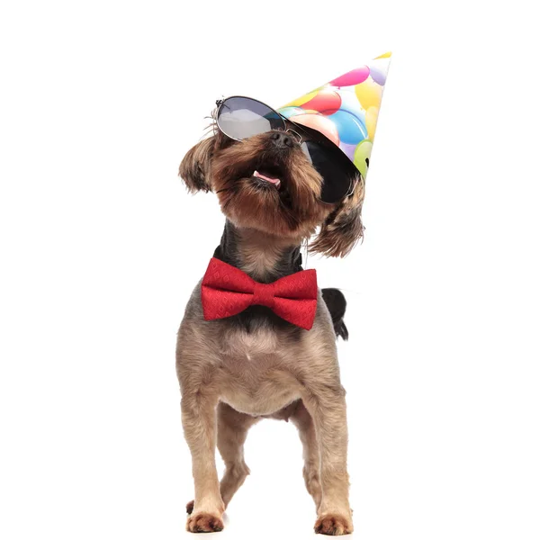 Carino yorkshire terrier indossa cappello di compleanno e papillon rosso — Foto Stock