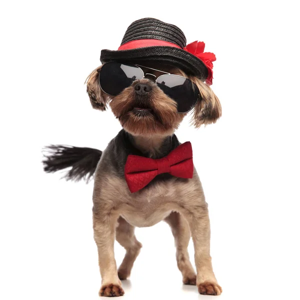 Junger yorkshire terrier mit hut, sonnenbrille und roter fliege — Stockfoto