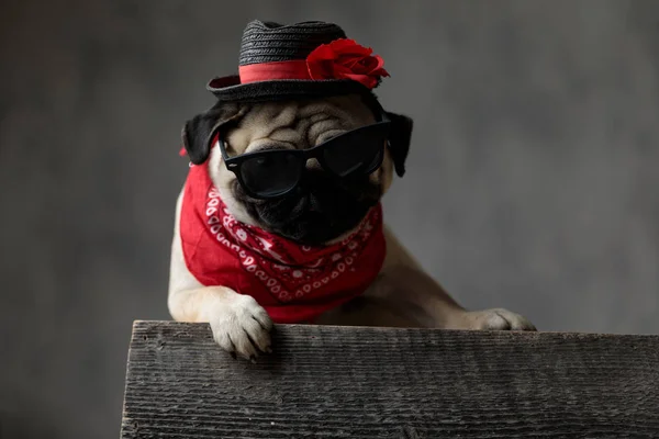 Pug engraçado descansando em uma caixa de madeira — Fotografia de Stock