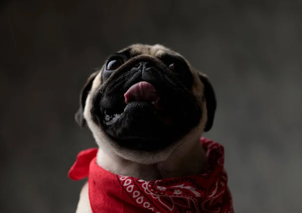 Pug bonito ofegante com língua exposta vestindo uma bandana vermelha — Fotografia de Stock