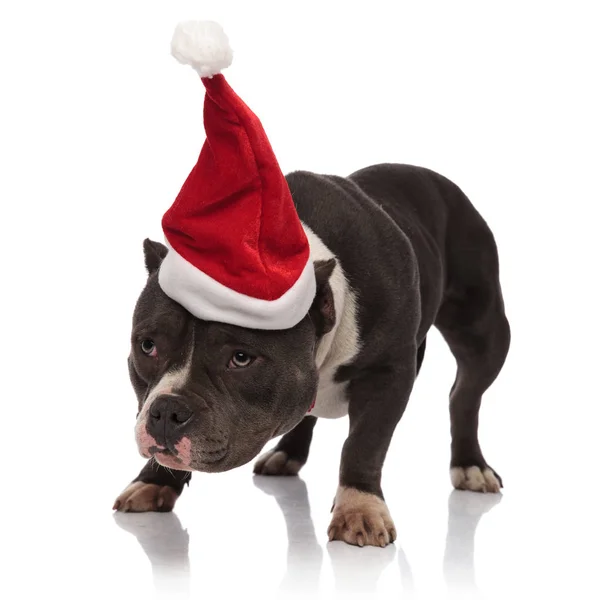 Santa American Bully står och ser till sidan — Stockfoto