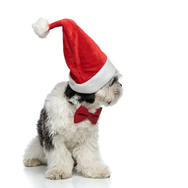 Seated classy shih tzu wearing santa hat looks to side — Stock Photo, Image