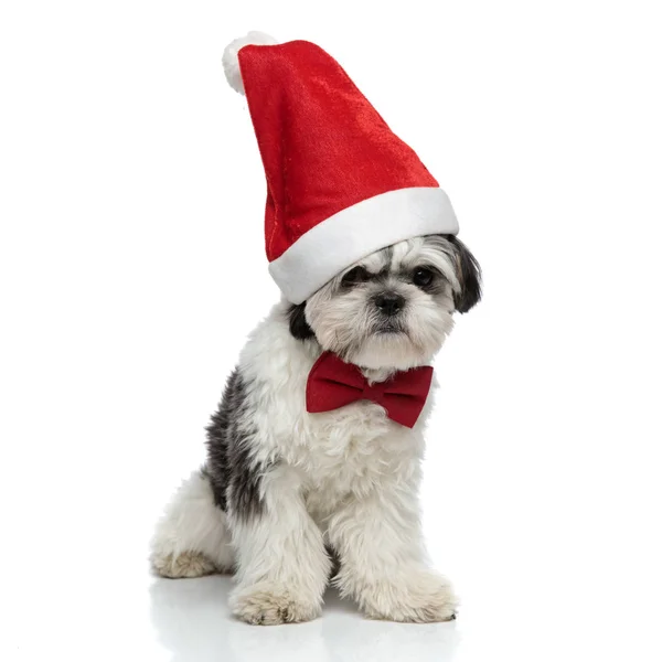 Elegante santa shih tzu sentado e olhando para o lado — Fotografia de Stock