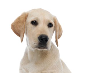 sevimli bir labrador retriever başının closeup uzağa bakıyor 