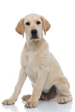 sevimli labrador retriever köpek yavrusu otururken kameraya bakar