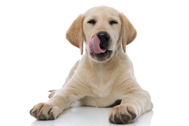 memnun küçük labrador retriever köpek yavrusu burun ve dinlenme yalamak