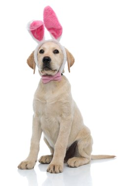 sevimli labrador retriever köpek tavşan kulakları ve papyon giyen 