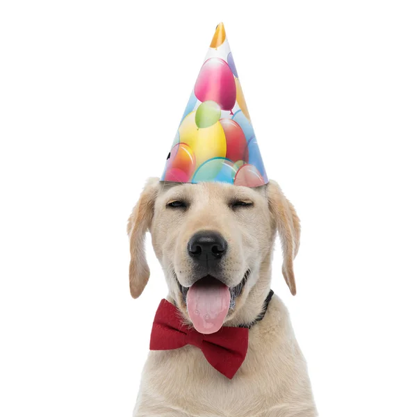 ลูกหมาลาบราดอร์รีทรีฟเวอร์ตลกใส่หมวกวันเกิดและธนูสีแดง — ภาพถ่ายสต็อก