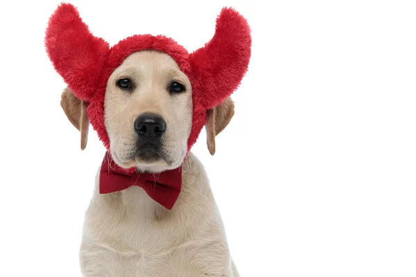 Sevimli labrador retriever köpek şeytan boynuzları ve papyon giyen — Stok fotoğraf
