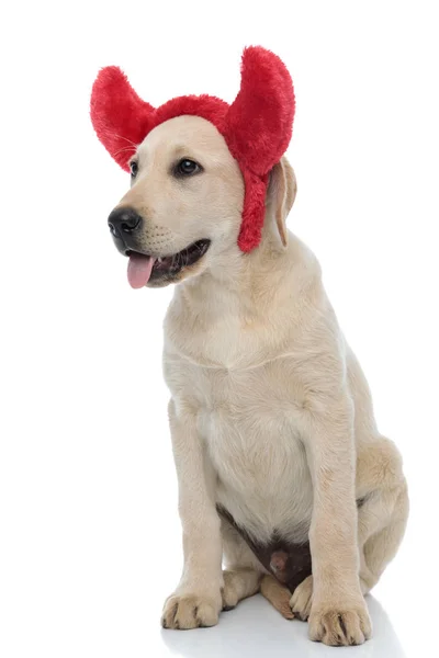 Ha için şeytan boynuzları giyen sevimli labrador retriever köpek yavrusu oturmuş — Stok fotoğraf