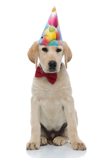 Piccolo labrador retriever con cappello di compleanno e papillon rosso — Foto Stock