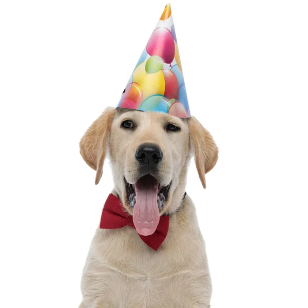 รูปภาพของลูกสุนัขลาบราดอร์รีทรีฟเวอร์ที่มีความสุขฉลองวันเกิด — ภาพถ่ายสต็อก