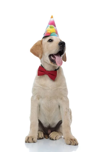 Labrador assis récupérateur portant chapeau de fête regarde à côté — Photo