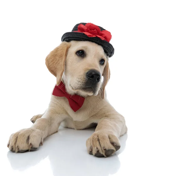 Little Labrador Retriever Puppy noszenia muszki i kapelusz — Zdjęcie stockowe