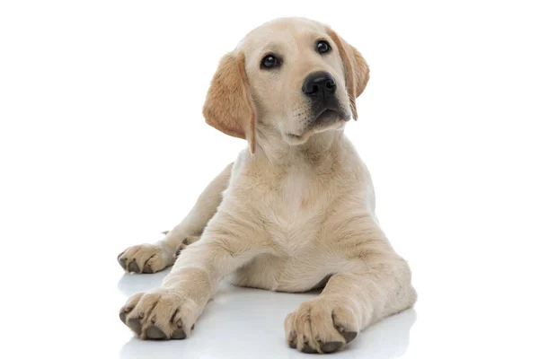 Young labrador retriever puppy dog looks up — Stock Photo, Image