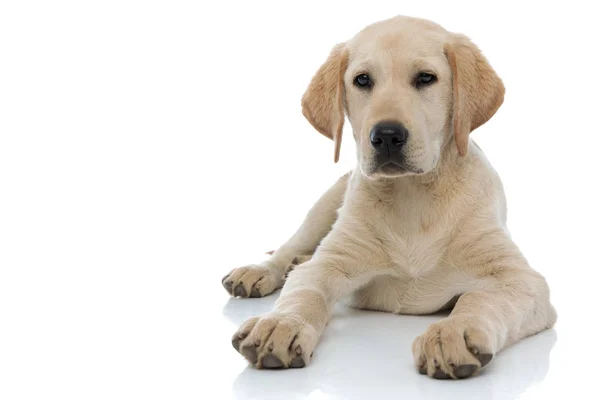 Fiatal Labrador Vizsla kiskutya kutya hazudik legyőz — Stock Fotó