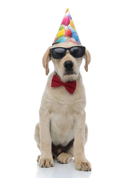 Fresco labrador retriever cachorro con sombrero de cumpleaños, gafas de sol a —  Fotos de Stock
