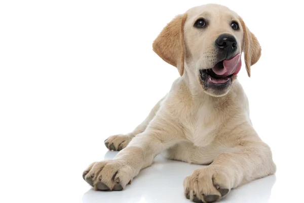 Happy little labrador retriever puppy dog licking its nose — Stock Photo, Image