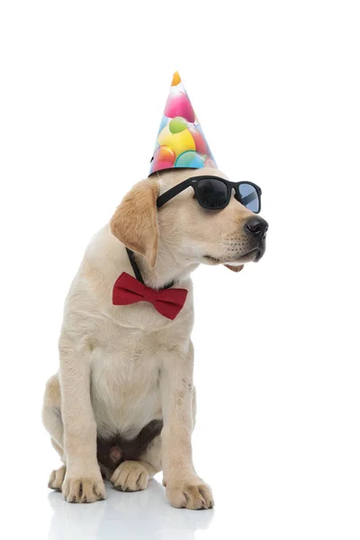 Labrador retriever wearing red bow tie, sunglasses  and party ha — Stock Photo, Image