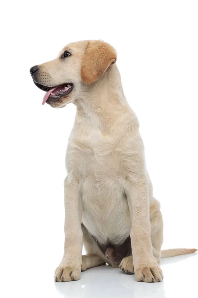 Hijgen Labrador Retriever puppy kijkt weg naar kant — Stockfoto