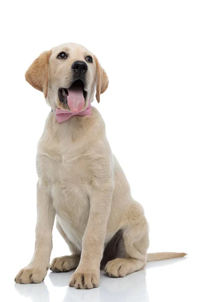 Erstaunt schaut eleganter Labrador Retriever mit rosa Fliege auf — Stockfoto