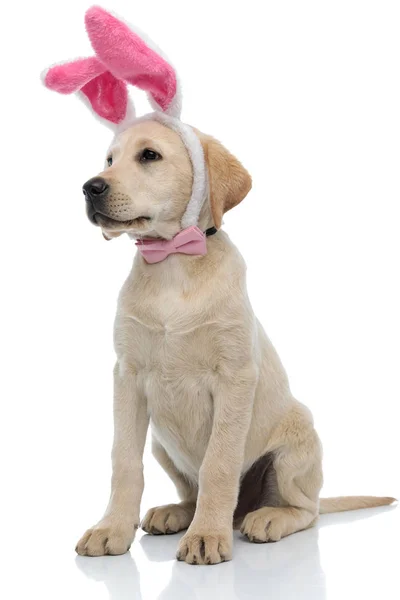 Adorable Labrador Retriever ubrany jak Easter Bunny — Zdjęcie stockowe