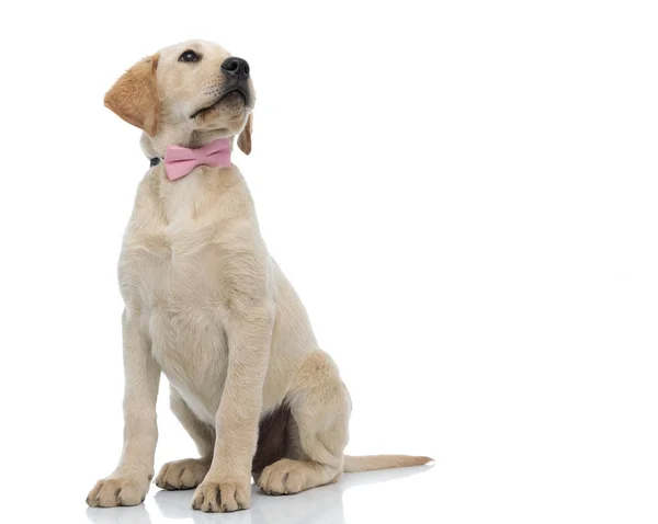 Beautiful labrador retriever puppy wearing pink bow tie looks up — Stock Photo, Image