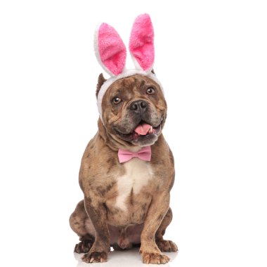 Tavşan kulağı ve pembe papyon takan sevimli Amerikalı zorba.