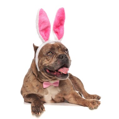 Tavşan kulağı ve pembe papyon takan sevimli Amerikalı zorba.