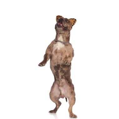 Meraklı Amerikalı zorba hoplayıp zıplıyor ve beyaz arka grubuna bakıyor