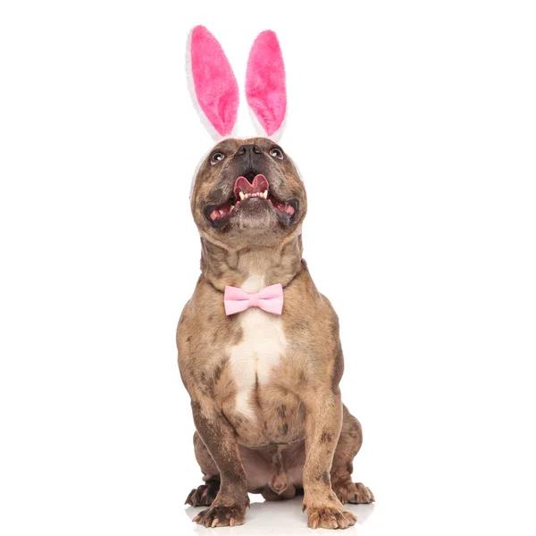 Adorable americano bravucón usando conejito orejas y rosa bowtie — Foto de Stock