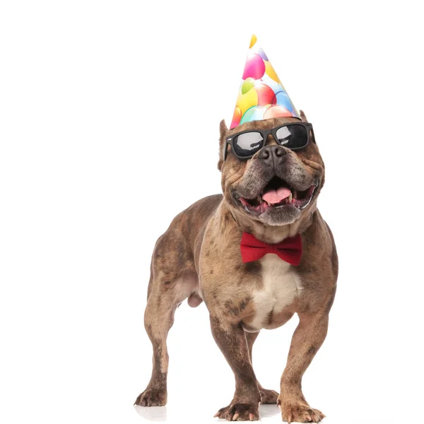 Feliz americano bravucón usando cumpleaños sombrero y corbata —  Fotos de Stock