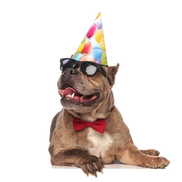 Sorridente bullo americano con cappello di compleanno e occhiali da sole — Foto Stock