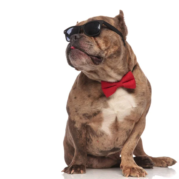 Valentão americano bonito usando óculos de sol e bowtie vermelho — Fotografia de Stock