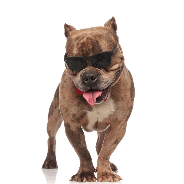 Cute american bully wearing sunglasses and red bowtie — Stock Photo, Image