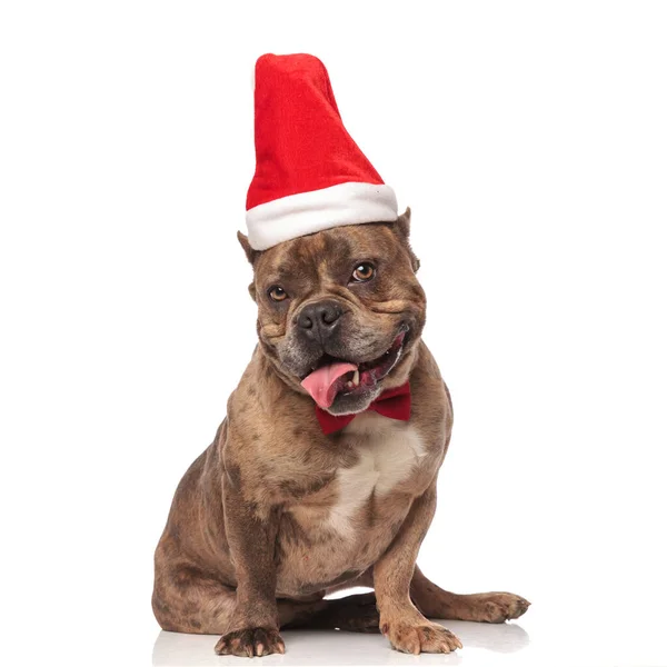 Happy american bully wearing christmas hat and red bowtie — Stock Photo, Image