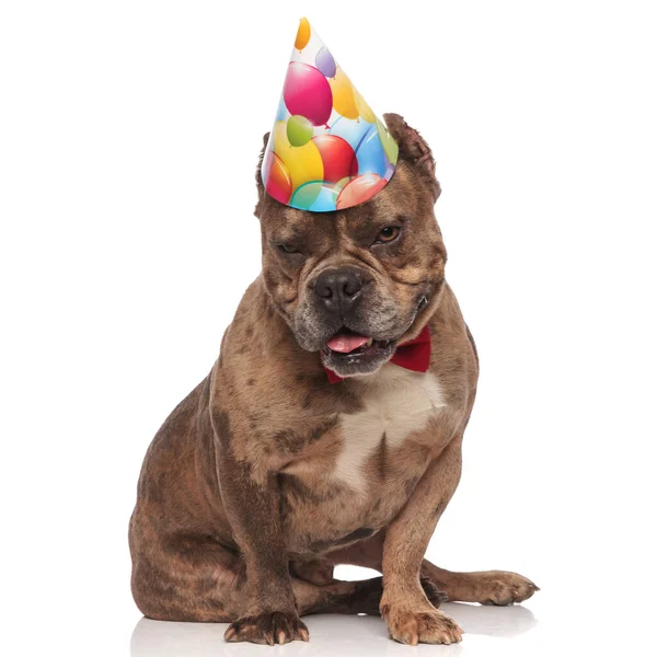 Carino americano bullo indossare festa di compleanno e papillon — Foto Stock