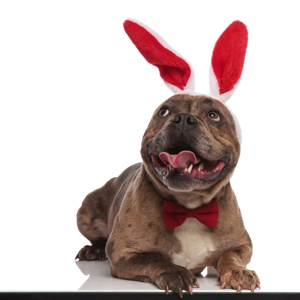 可爱的美国欺负者，戴着小兔子耳朵和领带 — 图库照片