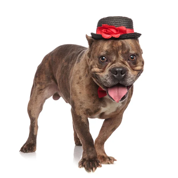 Valentão americano bonito vestindo chapéu preto e bowtie vermelho — Fotografia de Stock