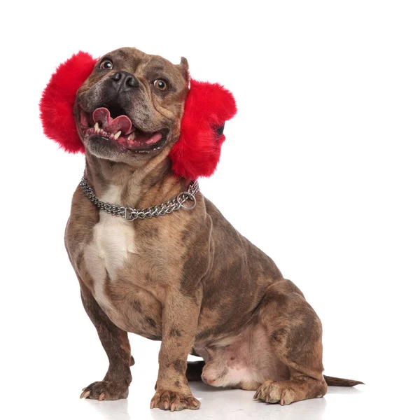 Cute american bully wearing red earmuffs and panting — Stock Photo, Image
