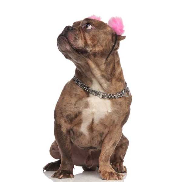 Schattig amerikaans pestkop dragen roze oorkappen en op zoek omhoog — Stockfoto