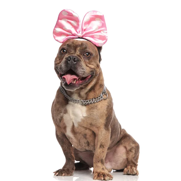 Bravucón americano feliz con arco rosa y collar de plata —  Fotos de Stock