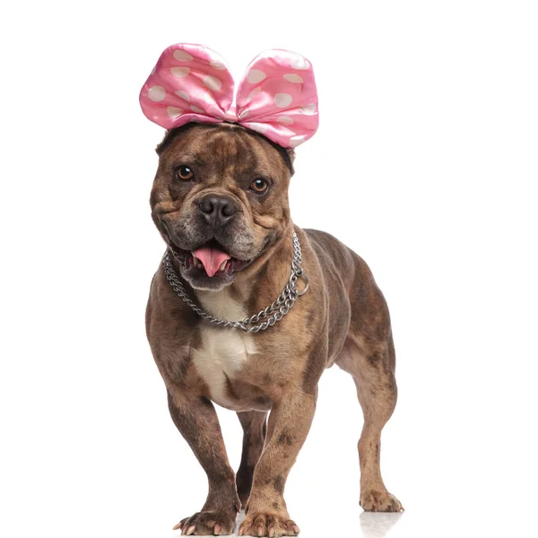 cute american bully wearing pink bow and silver collar