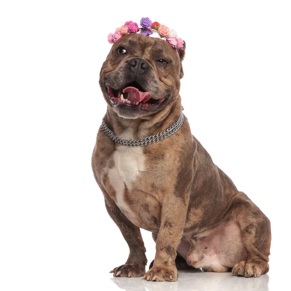 Valentão americano feliz vestindo cabeça e ofegante — Fotografia de Stock